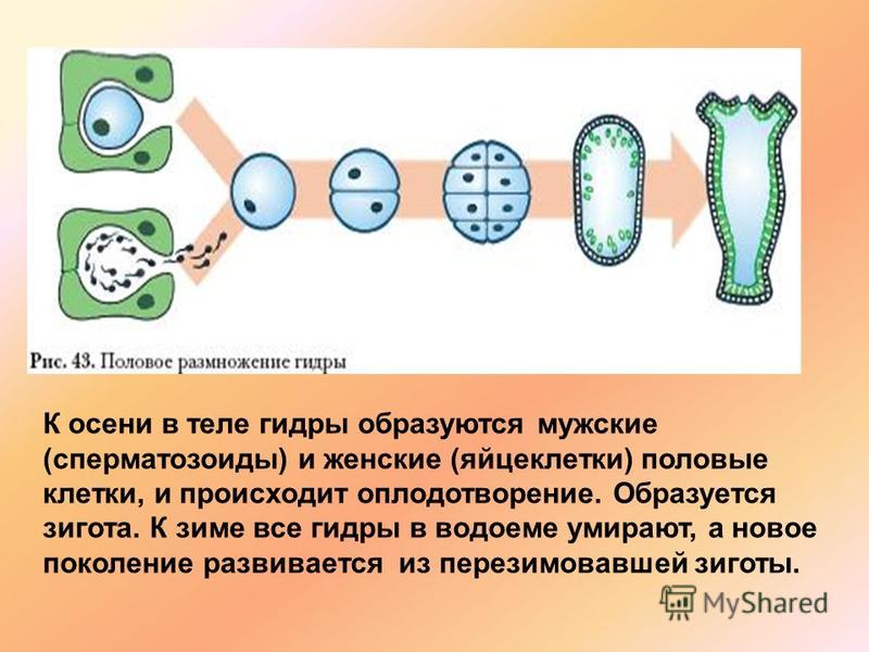 Кракен даркнет площадка ссылка